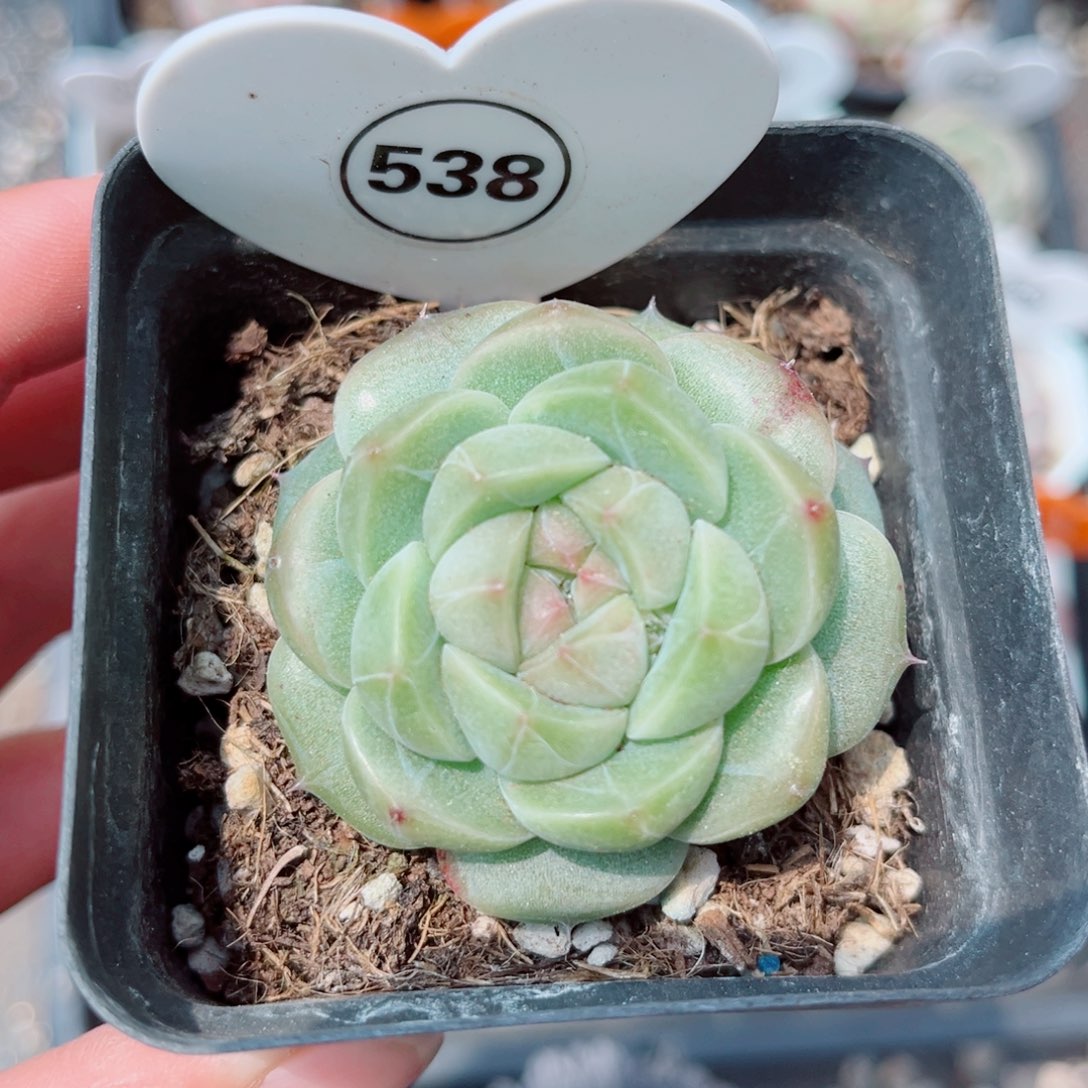 风靡园艺冰澜珍妮单