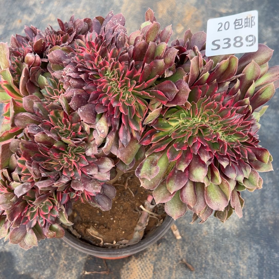 389红秀缀，满20包邮嘟叮熊