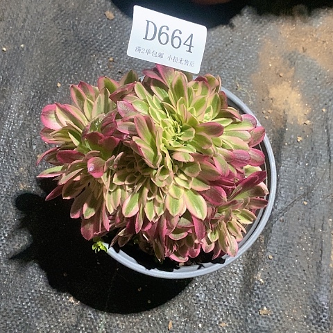 664女巫缀化多肉法师锦