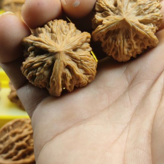 木质玉龙粗筋三棱核桃，