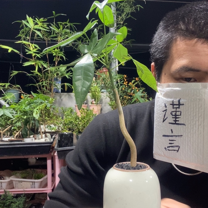 以实际为准盆景绿植盆栽73