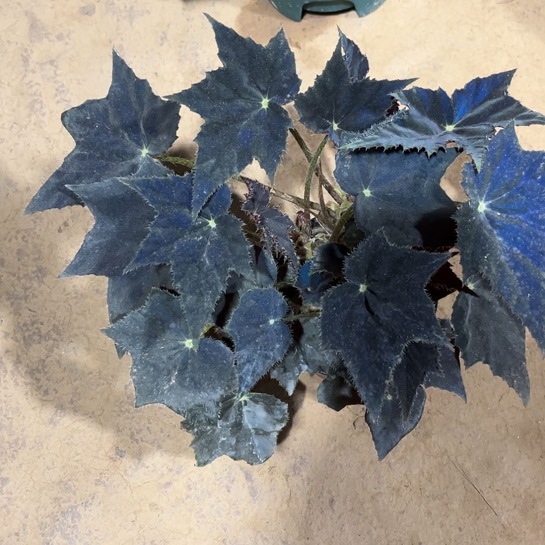 不开花植物黑天鹅大连