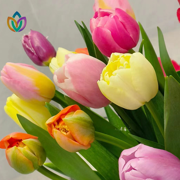 【云顶】混色 郁金香、东北产地直发全国顺丰包邮鲜切花养护派送