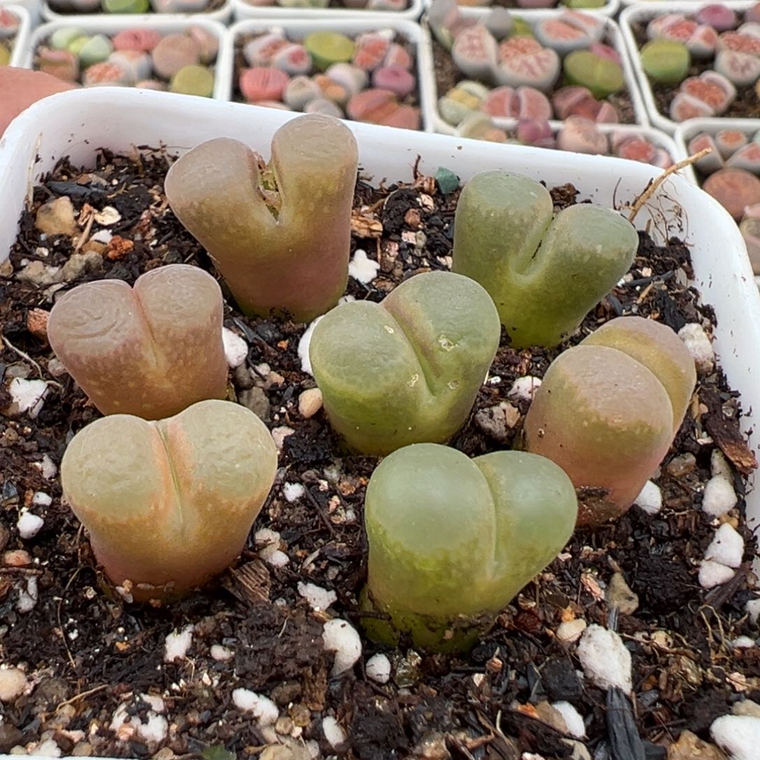 3.4好看的多肉脱土发货665