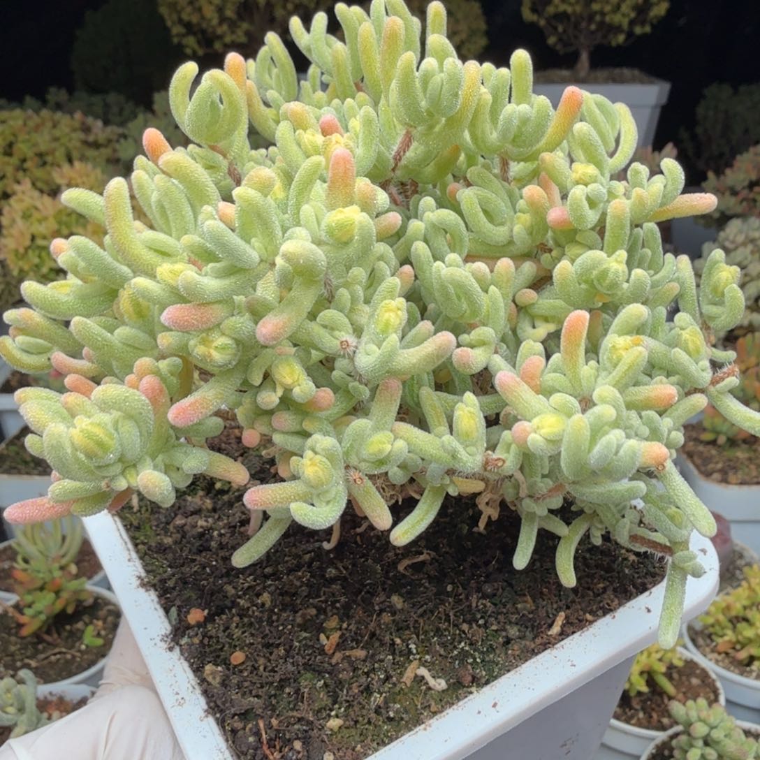 A330橙叶白锦枝干