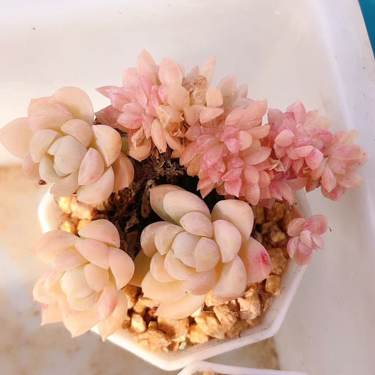 多肉植物   奶油茉莉小缀化一颗（尺寸4左右）满28包邮除偏远