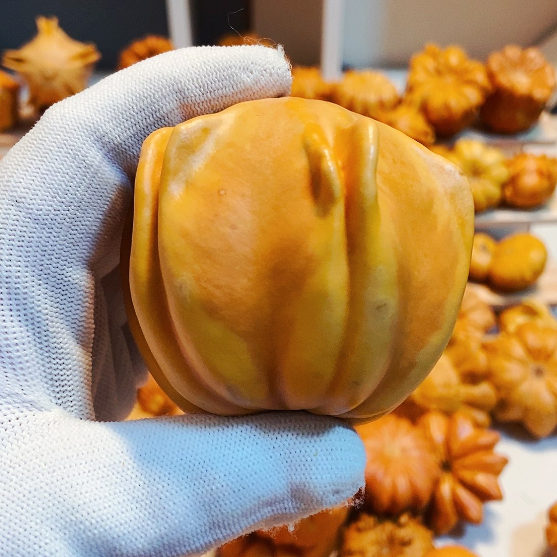 龙*头墨西哥葫芦瑕疵无售后