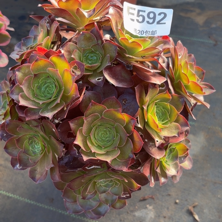 瑞妈多肉园艺，592.魅金