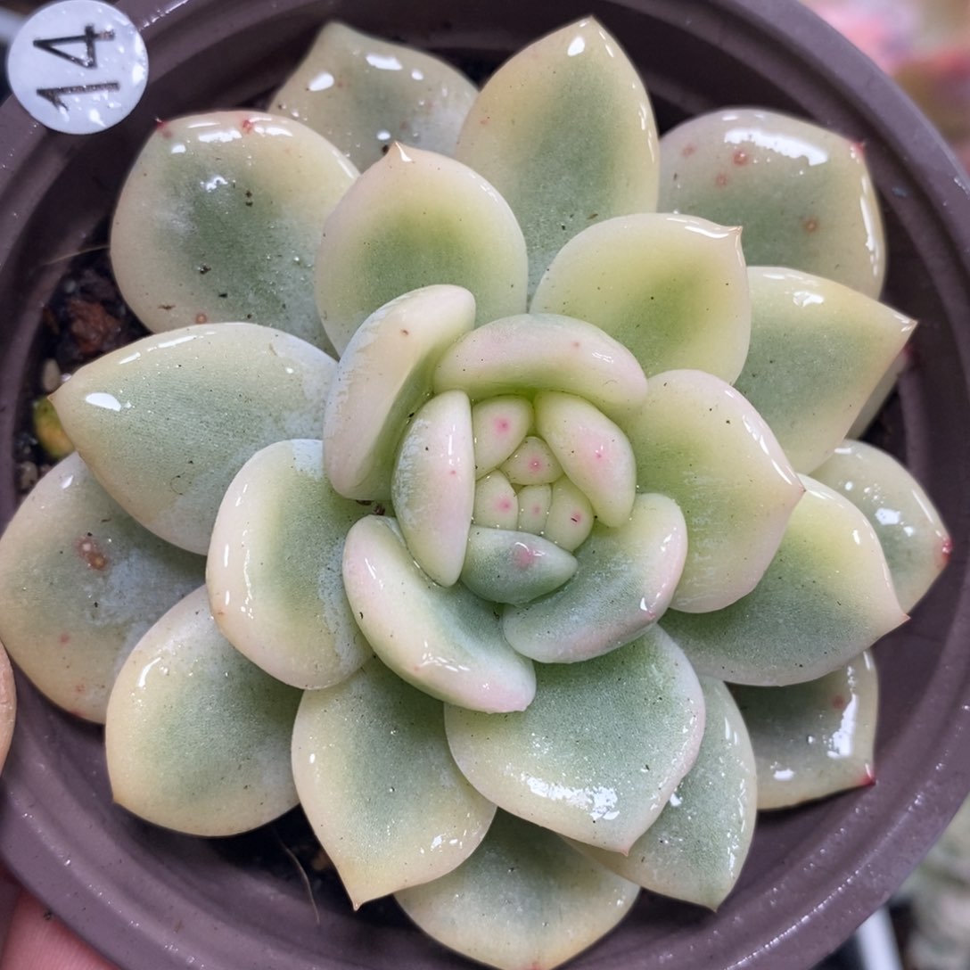 14梦露锦单头宽锦边