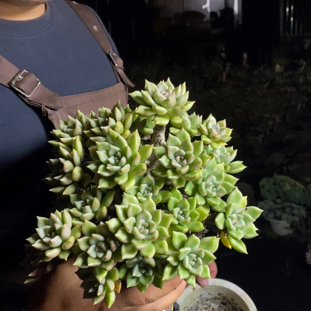 璀璨无砍老桩一物一拍