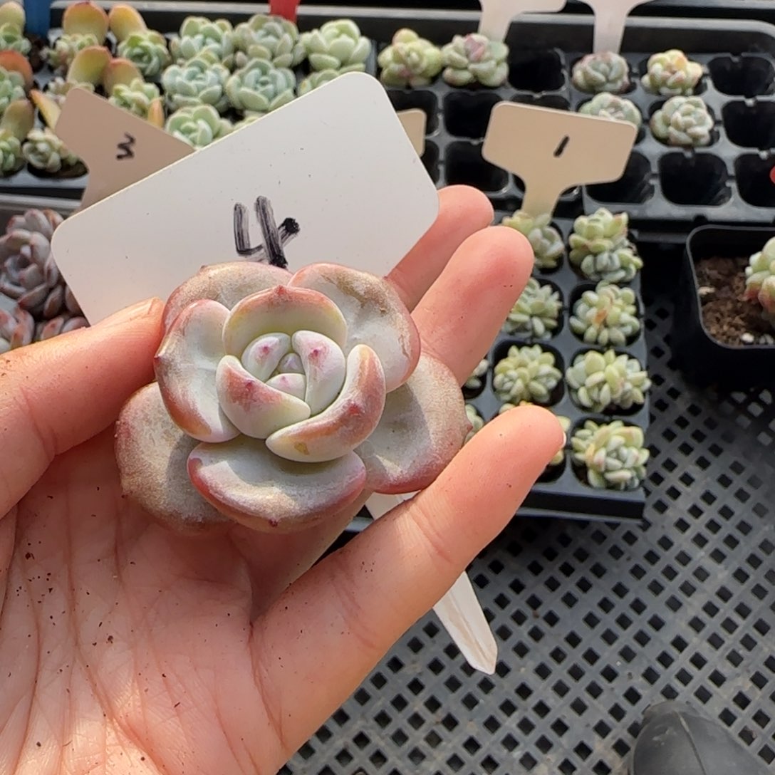 4冰雨哈哈哈哈哈哈