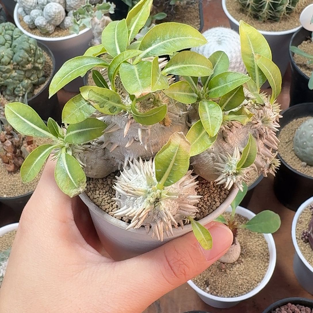 橘***子惠比大黑仙人球1234