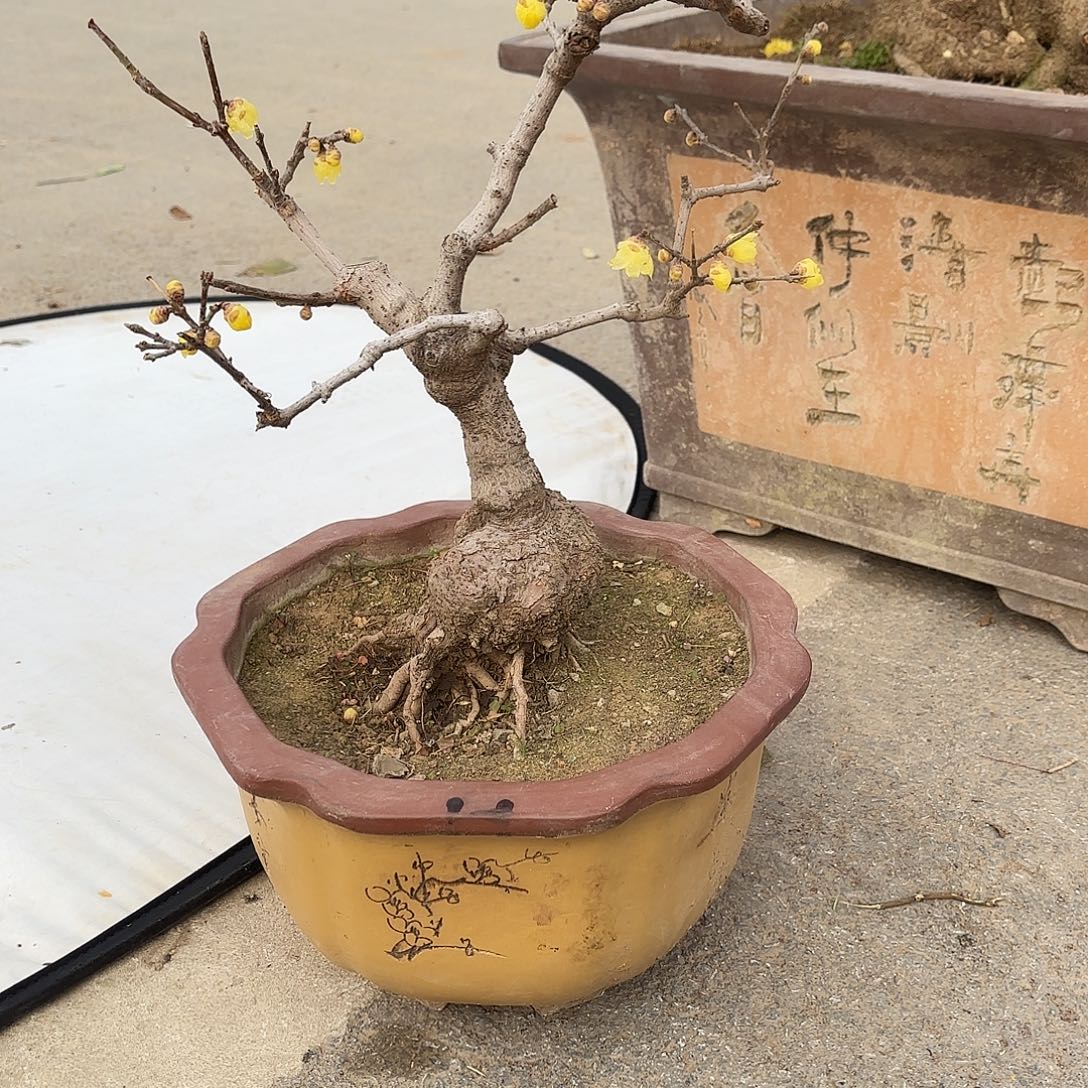 无花朵腊梅盆景造型盆栽花卉