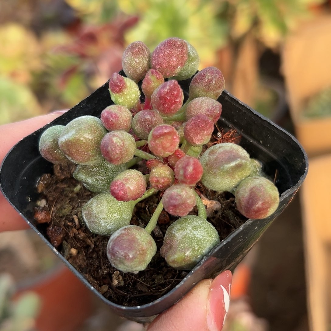 多肉植物多肉植物