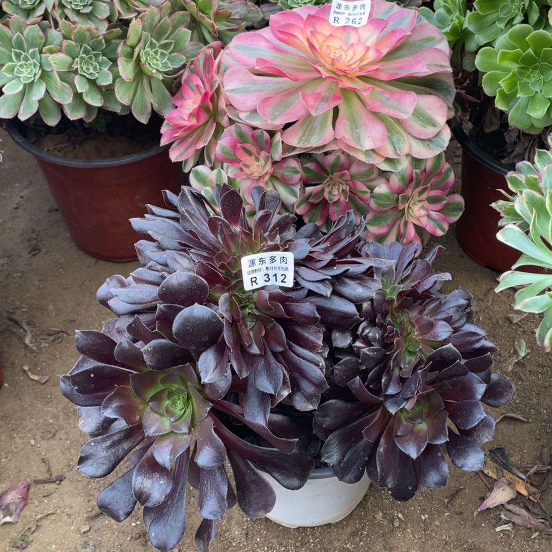 312欧紫缀多肉法师断枝不包