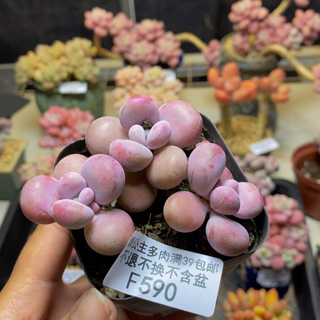 590腰子桃蛋多肉5c m