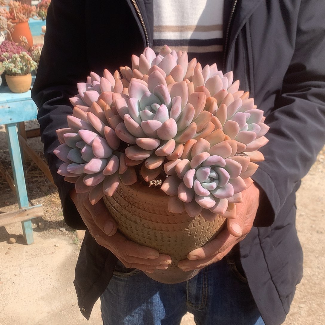 ?****?奥普多肉植物脱土