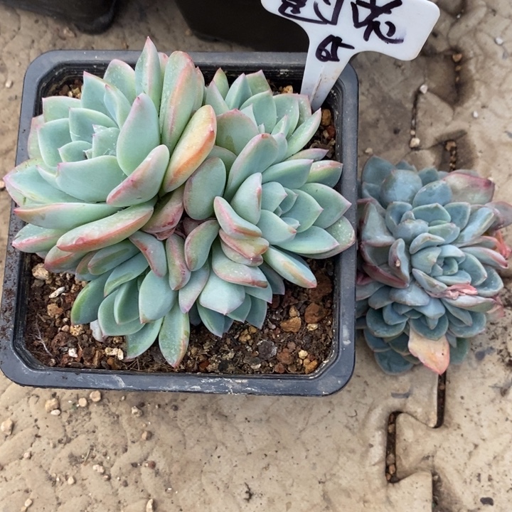 ****？888888888888888888