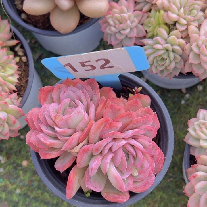 健健康康平平安安