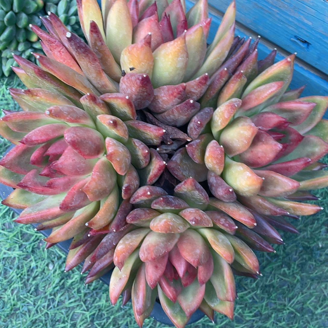 多肉植物脱土包邮