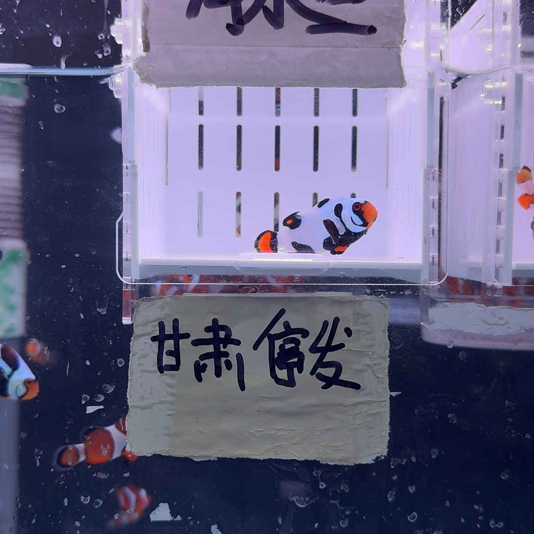 海水鱼5厘米大黑卡小丑鱼一条