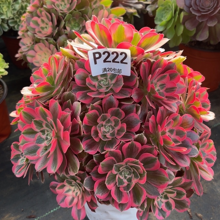 瑞妈。。。。？？222男神