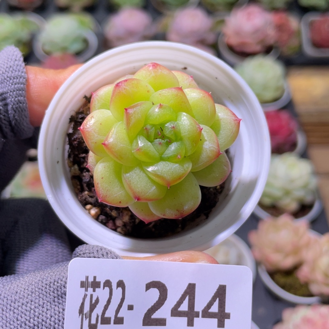 花利美22-244朝露
