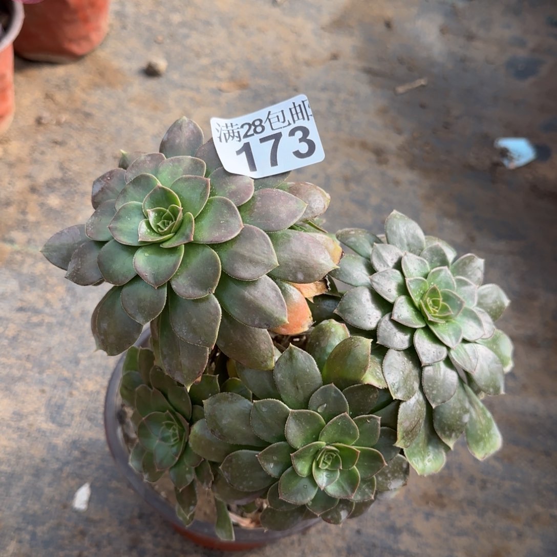 金缕多肉173满28包邮断枝不包