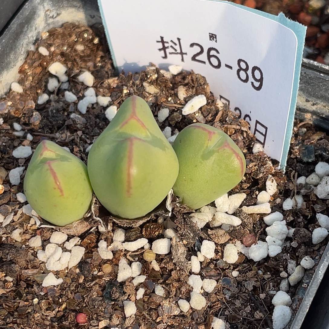 26-89将多肉植物肉锥