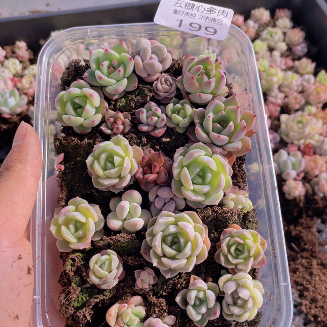 云糖心多肉植物199