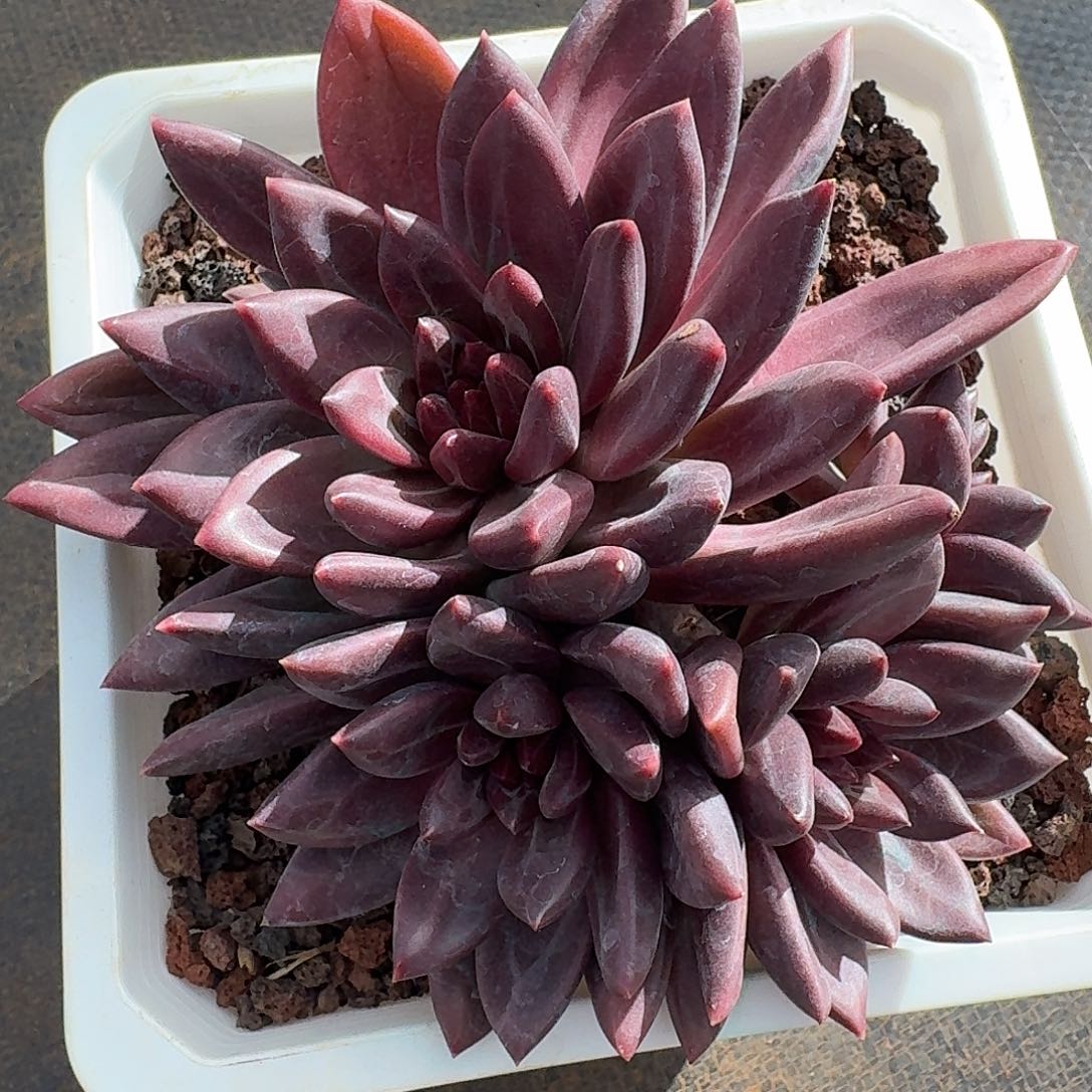 迷雾泡泡多肉植物炸