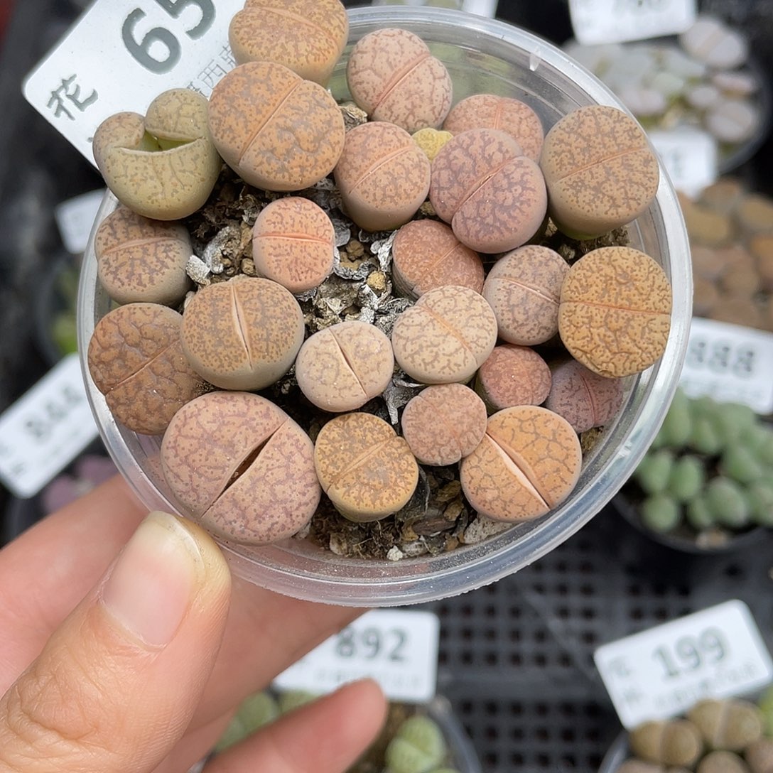 65000000花花花花花花花