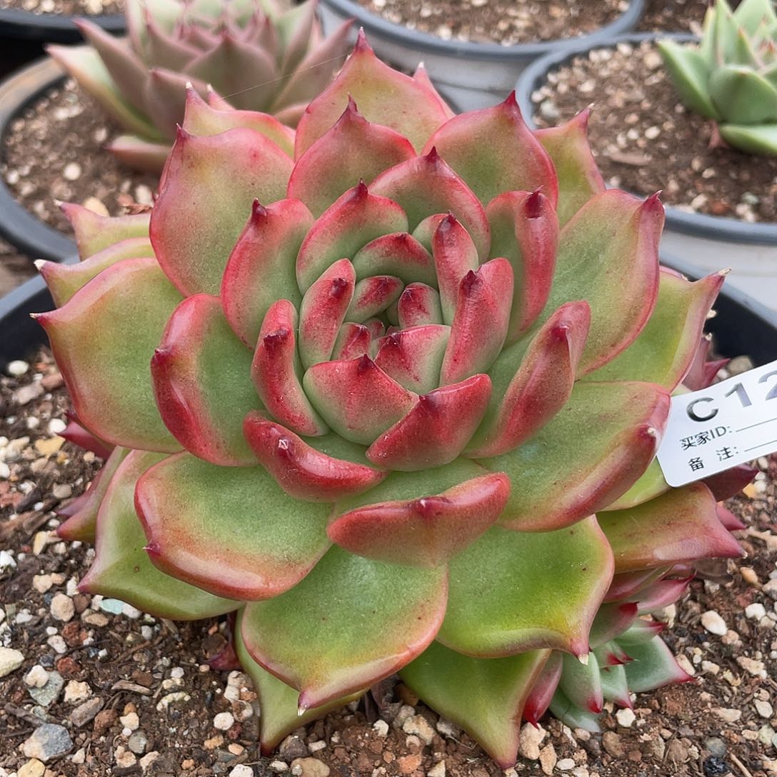 若如东云单拍C125