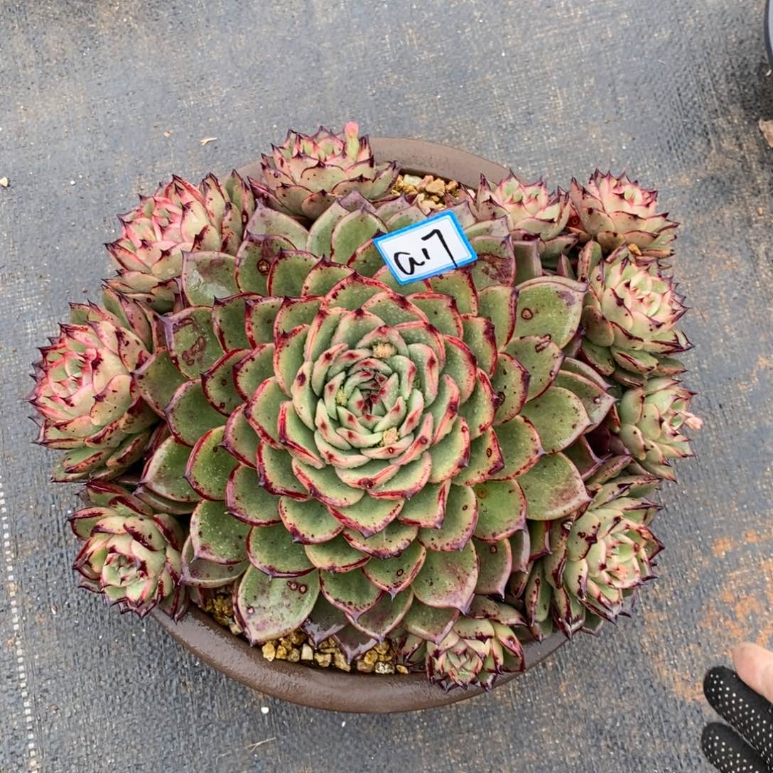 张*然韩  烈焰a17