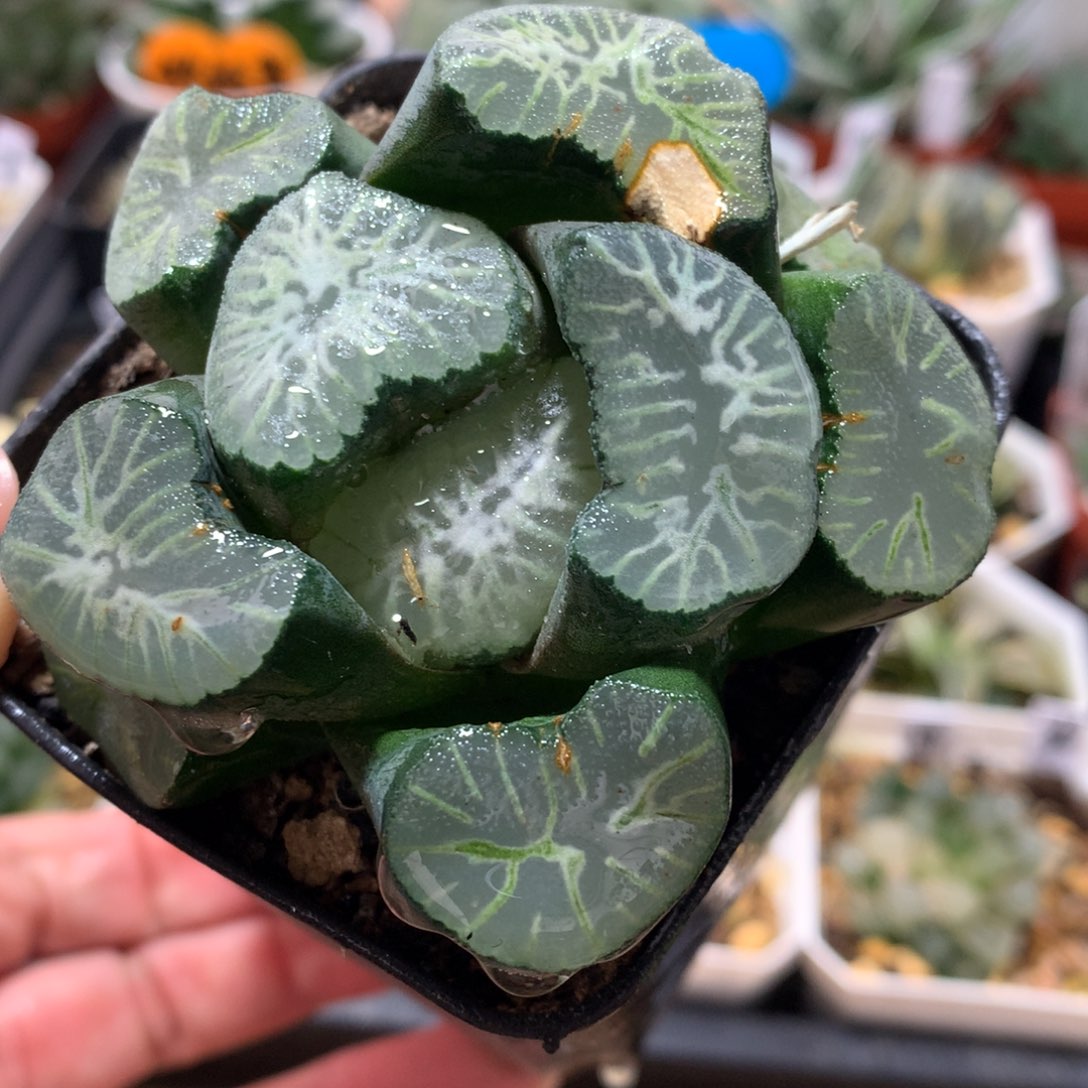 花菱万象补差价一物一图