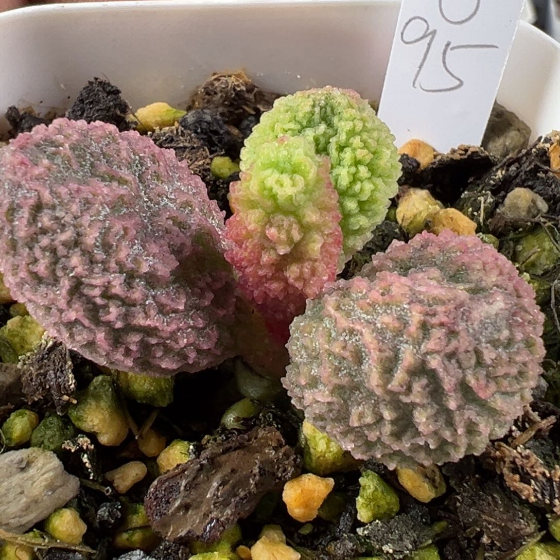 145粉色纹实生新品