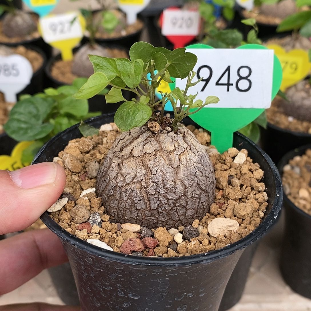 南非龟甲龙龟甲龙