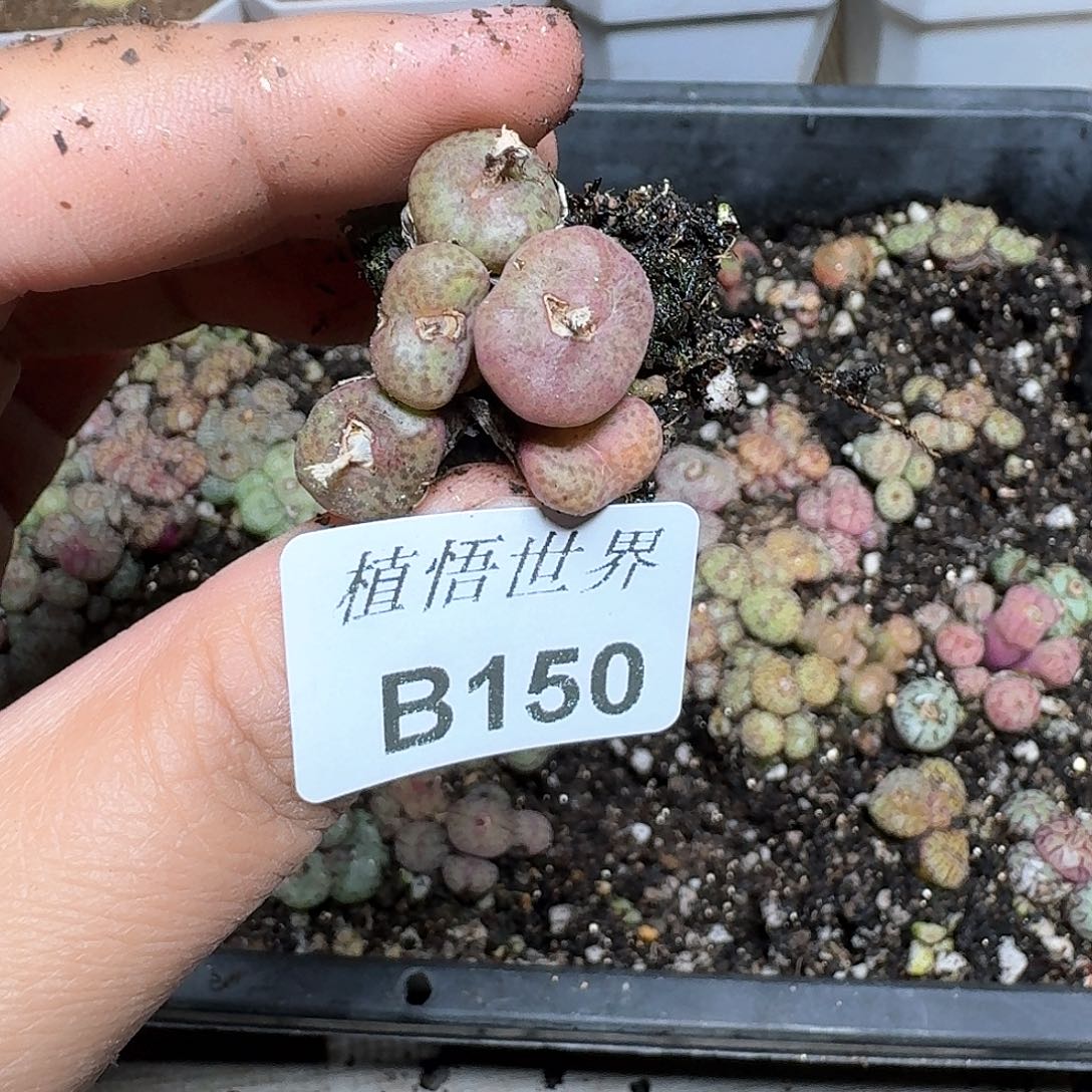 150号多肉植物哇f g g
