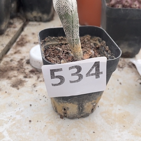 笑***云534号实生三愣恩冢鸾凤玉