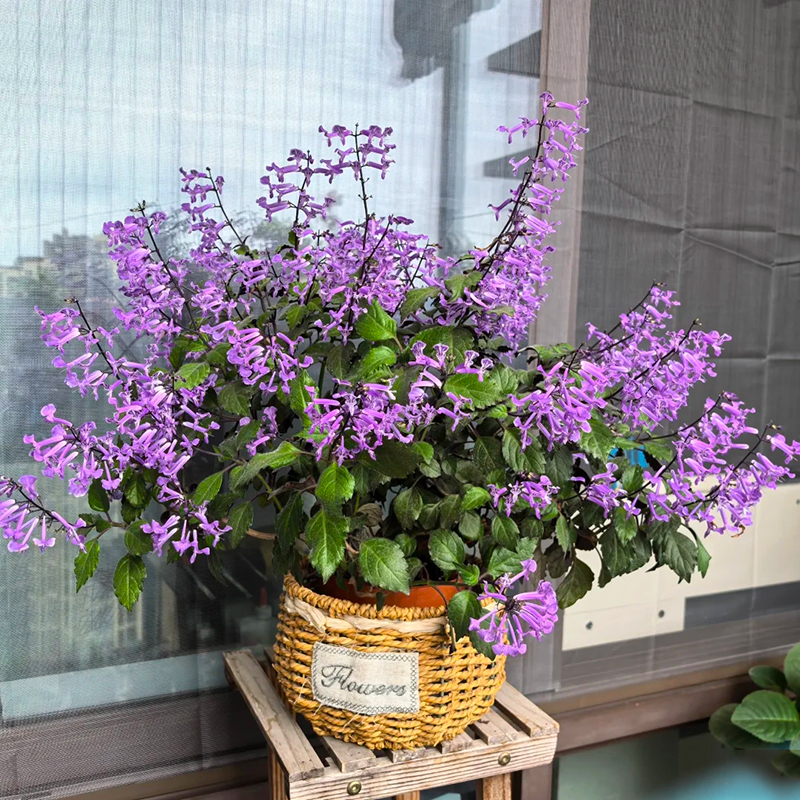 特丽莎薰衣草(莫奈薰衣草 香茶菜 耐阴 耐热 花期长)阳台开花植物