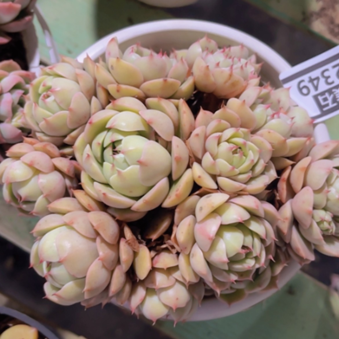 【闪购商品】笨吧22349