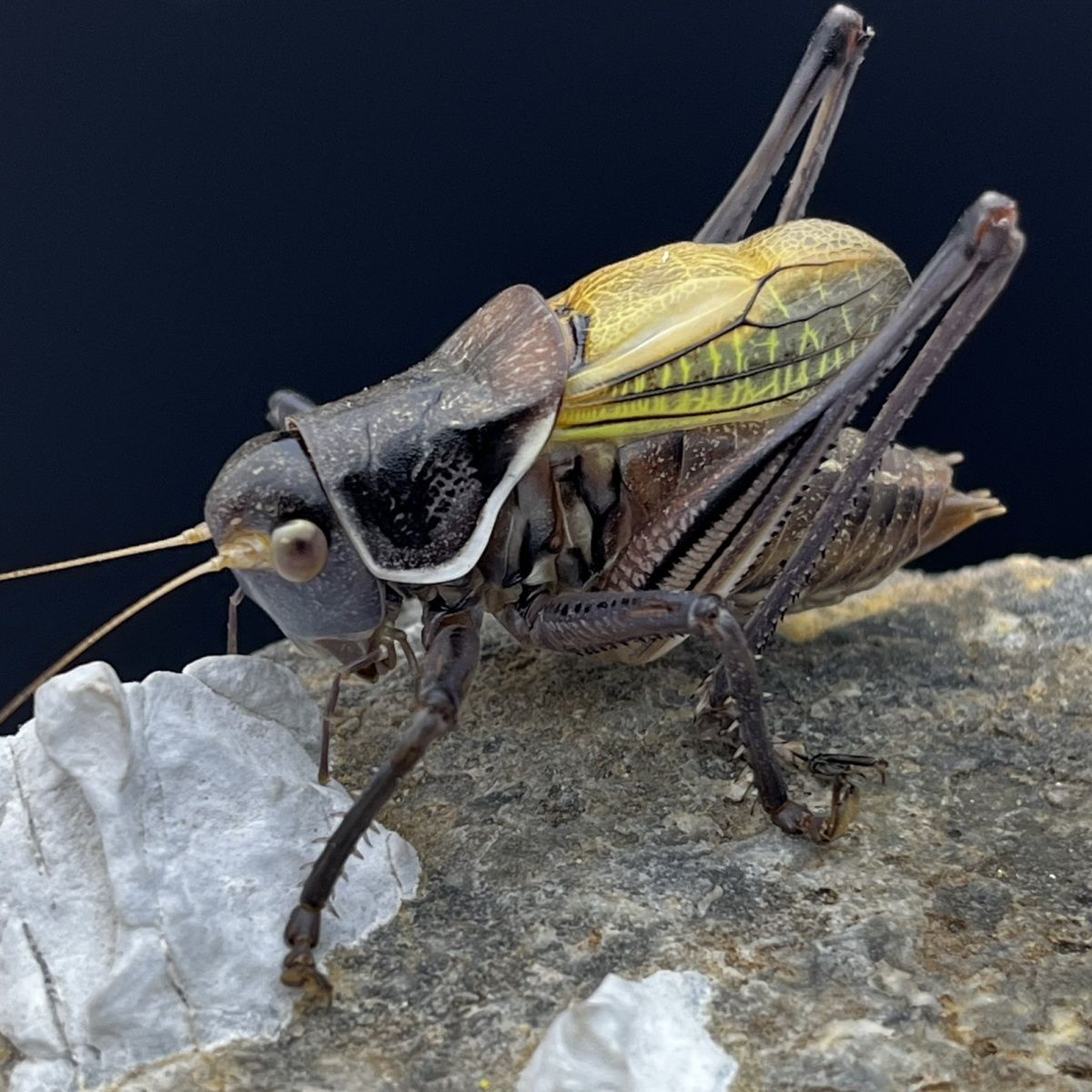 铁皮蝈蝈 大个头鸣虫活体 顺丰包邮 蓝脸宽膀 好饲养 到货宝活