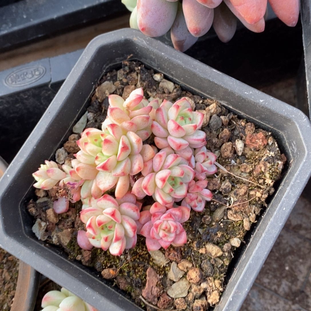 精品多肉一物一拍不包整157