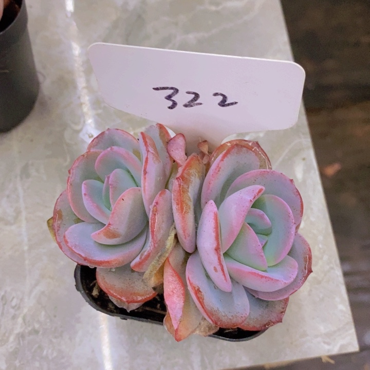 梨****奶开心多肉植物多肉