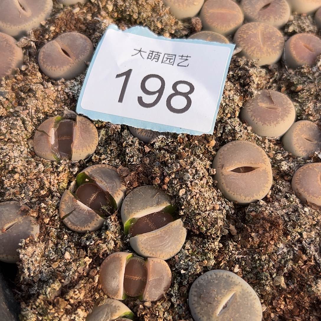 0000198量拍C153和田玉3颗