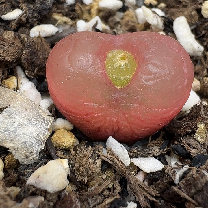 老马生石花1.8吕红2813