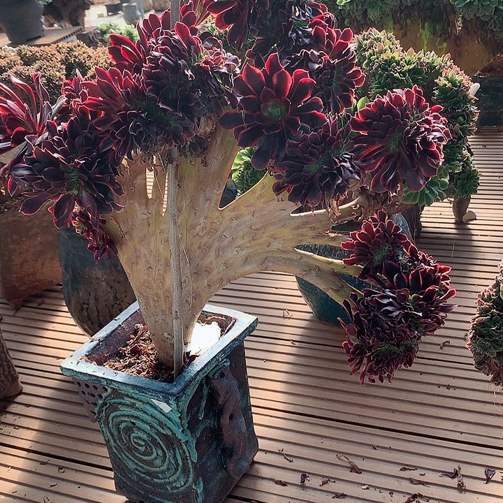 瑕疵欧嘉莉朵朵脱土发货