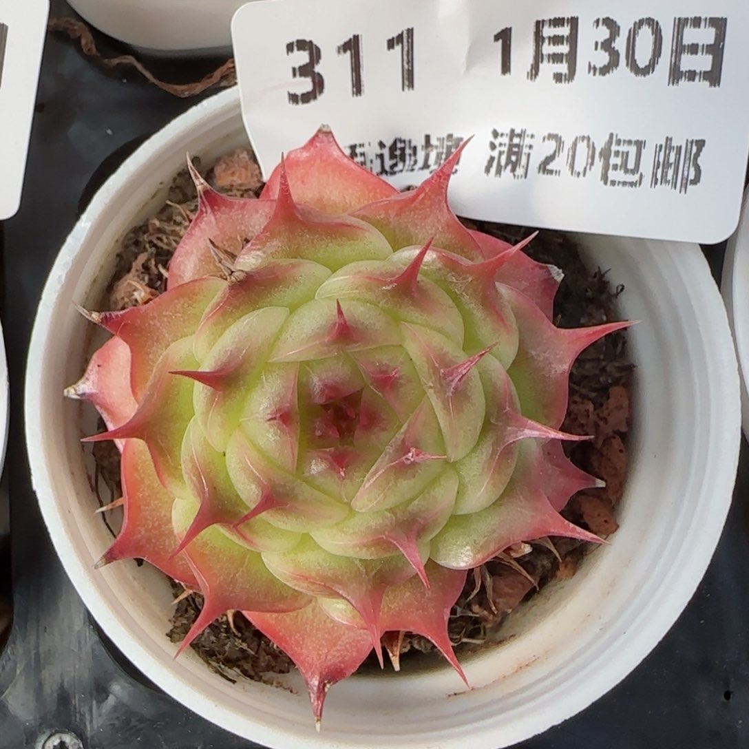 花语逸镜0130-311