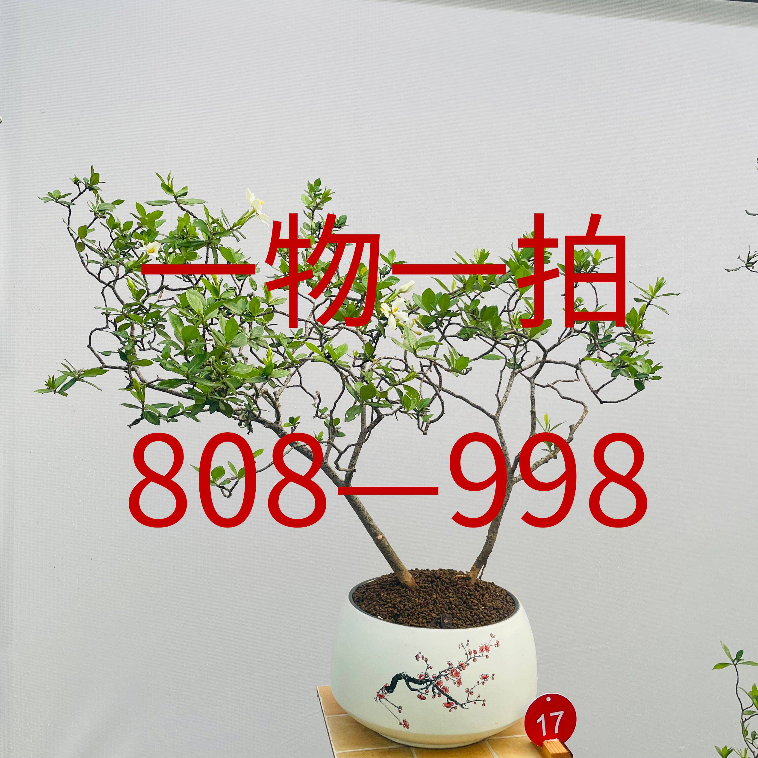 一物一拍海岛桩栀子花春花海岛绿植