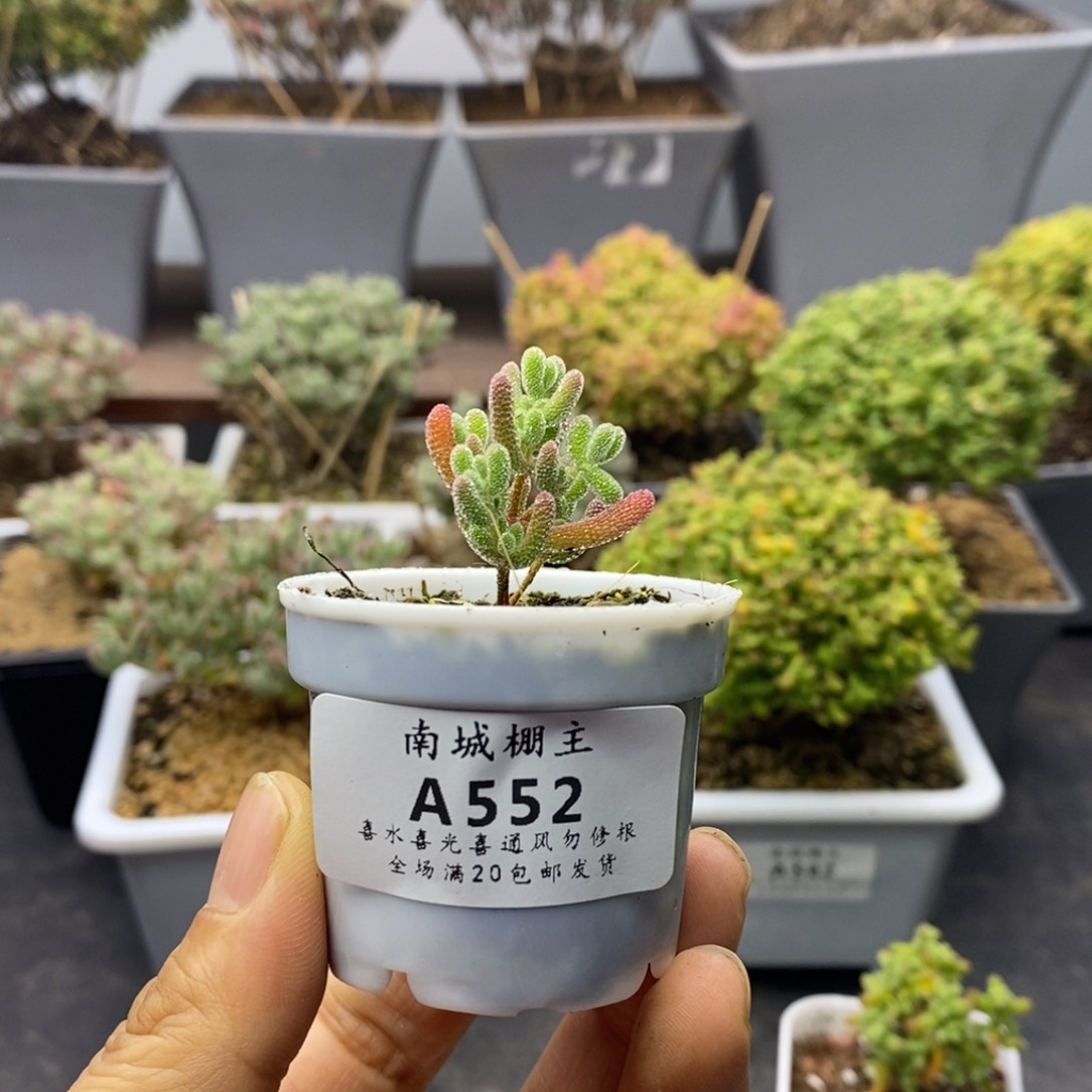 552实生优选冰晶枝干番杏